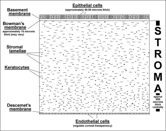 corneal layers